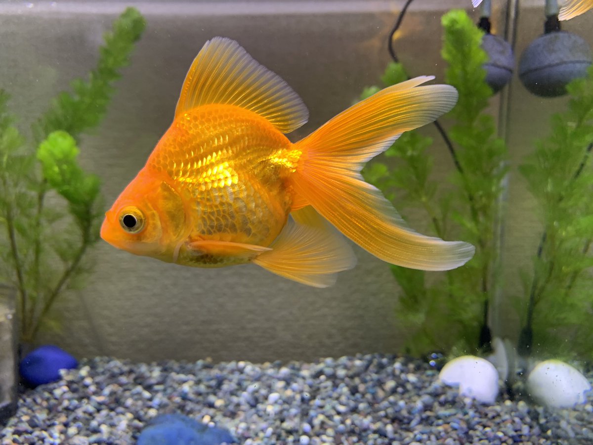 めっとこ 株式会社清州 公式 めっとこの最初に飼った金魚さん 江戸川琉金さんの晴風 こんなに大きくなった O O まだまだ大きくなるかな 来月の17日でおうちに来て1年です 同居金魚の小虎とチョビも大きくなっています めっ めっとこ 株式会社清州 公式 めっとこの最初に飼った金魚さん 江戸川琉金さんの晴風 こんなに大きくなった O O まだまだ大きくなるかな 来月の17日でおうちに来て1年です 同居金魚の小虎とチョビも大きくなっています めっ