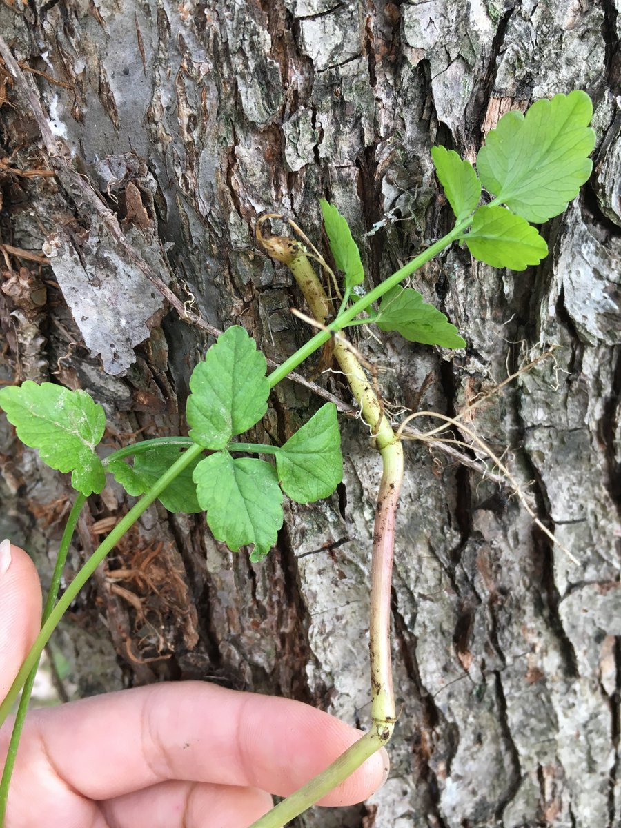 Af Recherche Sur Twitter