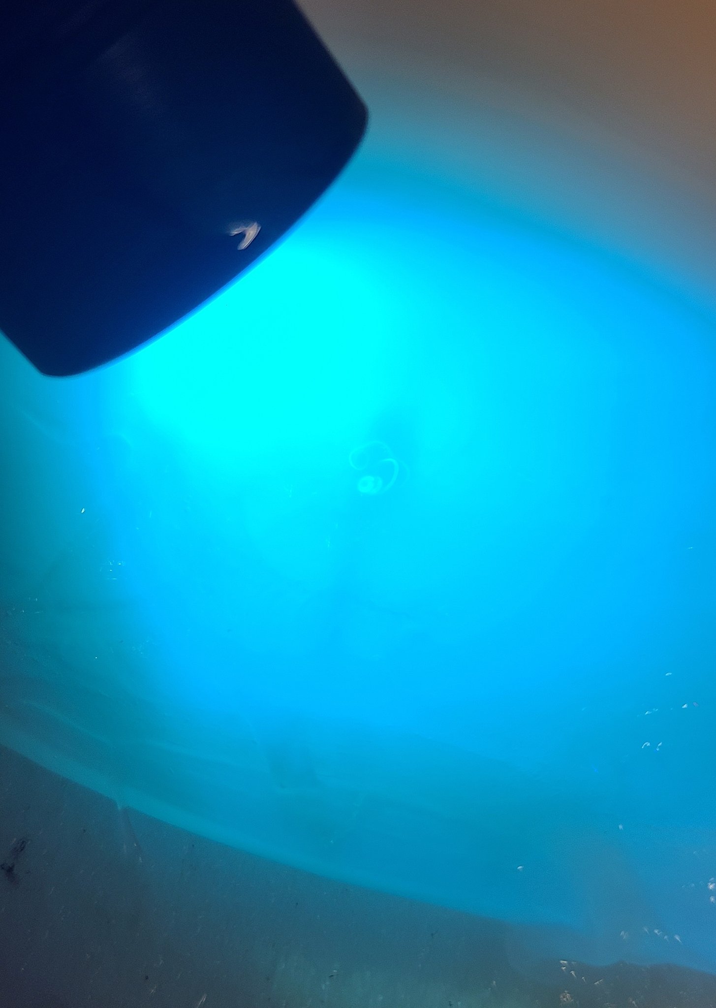 俺が工藤 V Twitter アニサキスってブラックライトで光るんだよ まぁイカなんて別に照らさなくてもいれば一目瞭然だけどね T Co Ytttiqcxaa Twitter