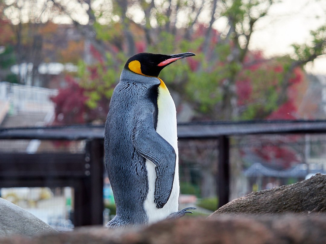 ぺんぎんぽたぽた こびとぺんぎんのペンギン専用 閉園間際のオウサマさん オウサマペンギン キングペンギン キンペー ペンギン Penguin 東山動物園 東山動植物園 12