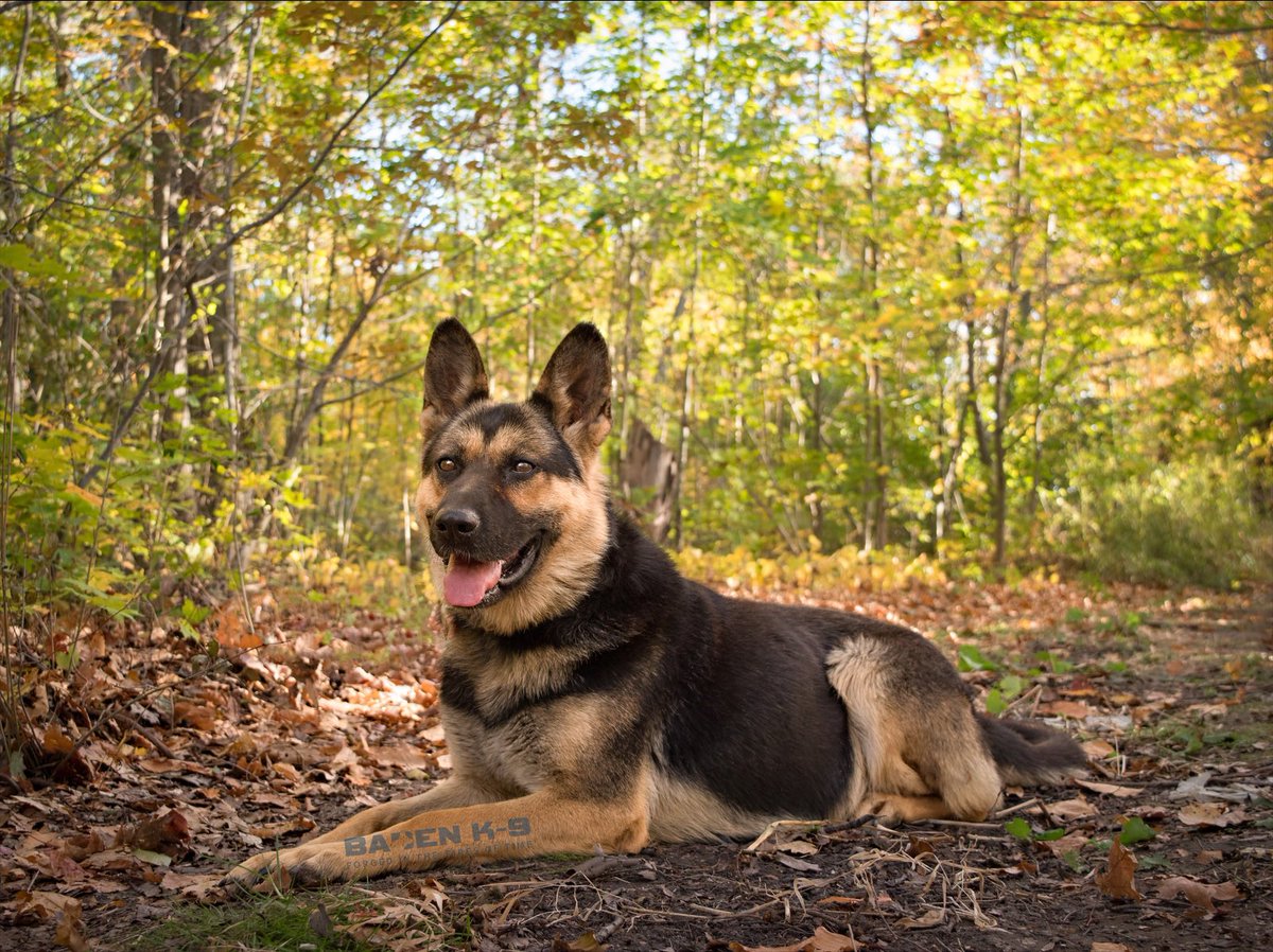 Baden K-9 tweet media