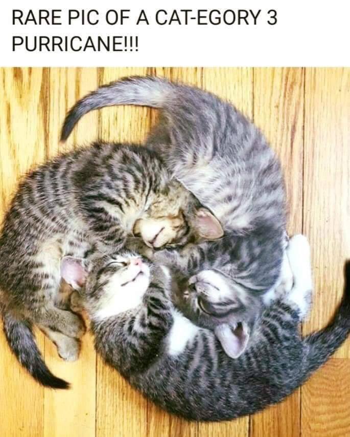 rocksatthestars's tweet image. Some science humor for Day 7 #ScienceAdvent Caregory