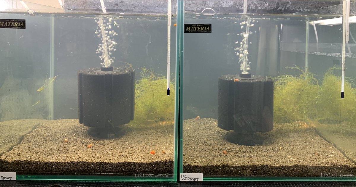 りゅう 京都 ウィローモスを30センチ キューブ水槽の中に入れました モスは バケツに水入れて屋外放置してたんですけど なんか 少し枯れてる 汗 また水槽内でモスの緑が復活してくれるのを待ちます 30センチキューブ水槽 りゅう 京都 ウィローモスを30センチ キューブ水槽の中に入れました モスは バケツに水入れて屋外放置してたんですけど なんか 少し枯れてる 汗 また水槽内でモスの緑が復活してくれるのを待ちます 30センチキューブ水槽