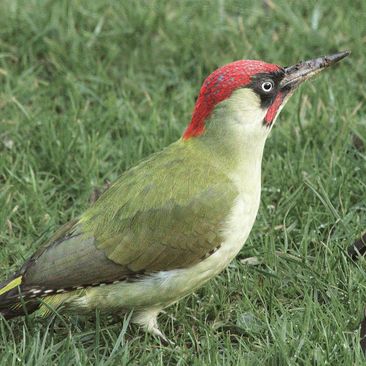 arjtee's tweet photo. Garden visitor https://t.co/7VKYhngaeU