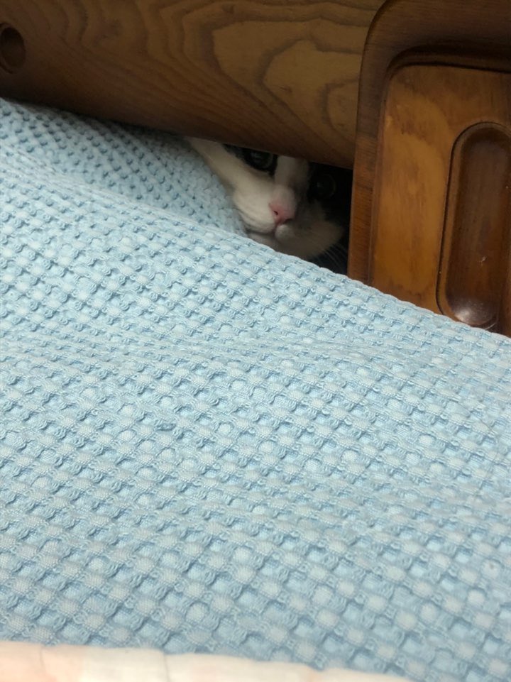 뜨끈한 명당을 찾아다니는 고영이