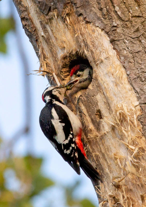 dpsdublin's tweet photo. Join us on our Wildlife &amp; Nature Photography' Online Interactive 90 Minute Course. Only one December (16th) date available. Secure Your Spot Today! 😉 #dpsonlinecampus #shoplocal - https://t.co/kZBZMVaU2z https://t.co/0twfMf20ba