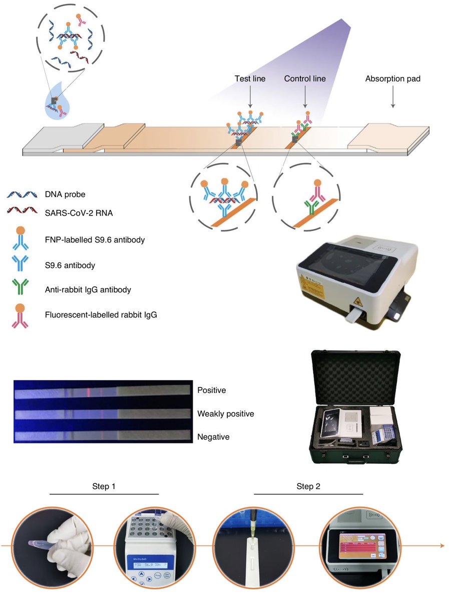 natBME's tweet photo. A nucleic acid immunoassay implemented on a lateral flow strip accurately detects SARS-CoV-2 RNA in less than one hour via a fluorescence readout.

https://t.co/9qcGC0BVzQ https://t.co/DpD05TQoTt