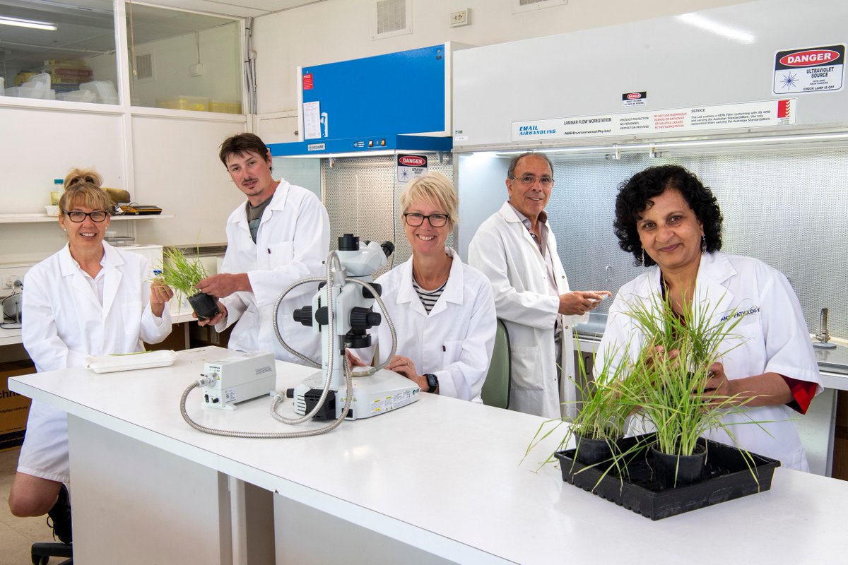 DPIRDbroadacre's tweet photo. Dr Manisha Shankar (r) and her team have discovered the wheat genes with resistance to yellow spot, nodorum blotch and powdery mildew. The breakthrough will lead to more productive, high performance varieties.   https://t.co/8bqFvOjbR8 @InterGrain1 @SynCerealsANZ @agtbreeding https://t.co/muFNd2LquT