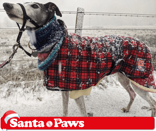 SenseScotland's tweet photo. Meet Luke, an 11 year old greyhound rescued by Megan's family. Luke is a pampered prince who enjoys walkies in the Border hills. #santapaws #pawsforsense #adventcalendar https://t.co/dkWTPJ09j2