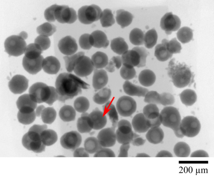 bamndt's tweet image. 3D X-ray #computed #tomography of  feedstock powders for #additivemanufacturing is very detailed (and pretty!😀), but limited to some milligram of powder. In our latest paper, we explore the limits of 2D radiography for fast and high throughput analysis. doi.org/10.3390/met101…