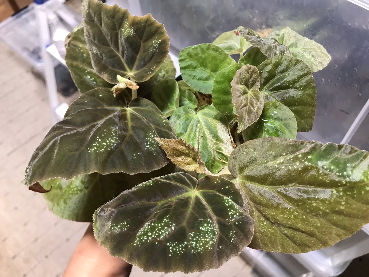 Kazuto 大٩ ˊᗜˋ و阪 値段上がりそうな気配なのでもう一個追加しました 徒長しにくいタイプです 現地では壁に張り付いてました ベゴニア Begonia Sp Prachuap Khiri Khan T K 1 T Co Mif6lekqjo T Co Aes0qpm4e1 Twitter