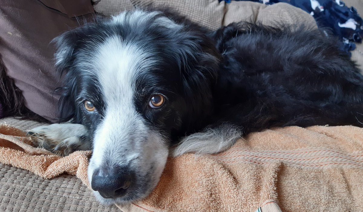 Millie🐾🌈#oneforallandallformillie 🐾🌈 tweet media