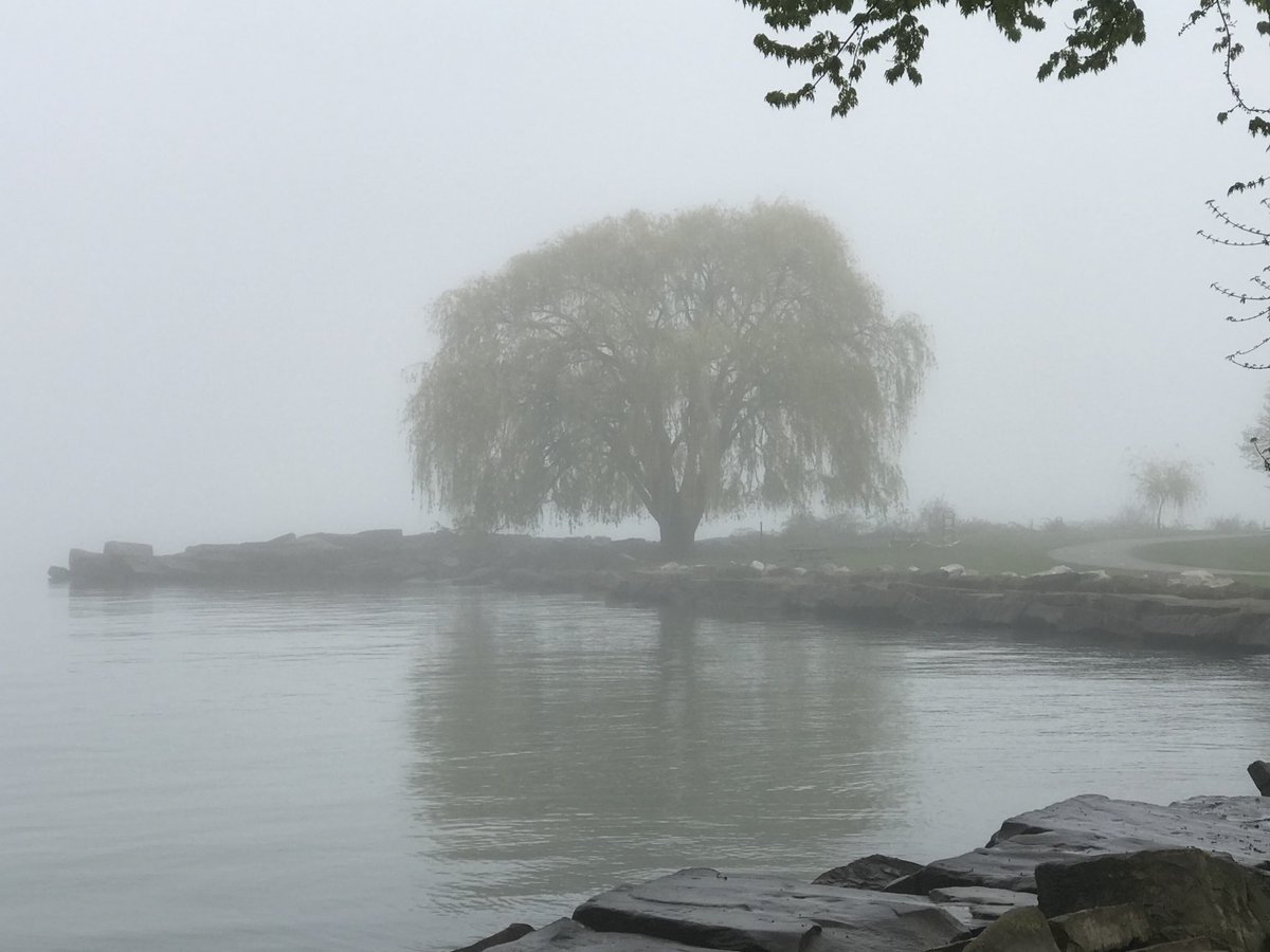 FacesLakewoodOH's tweet image. The iconic weeping willow tree in Edgewater Beach. It’s been the location for many photoshoots. ⁦@clevemetroparks⁩ #weepingwillow #iconictree #foggymorning #fog #beauty