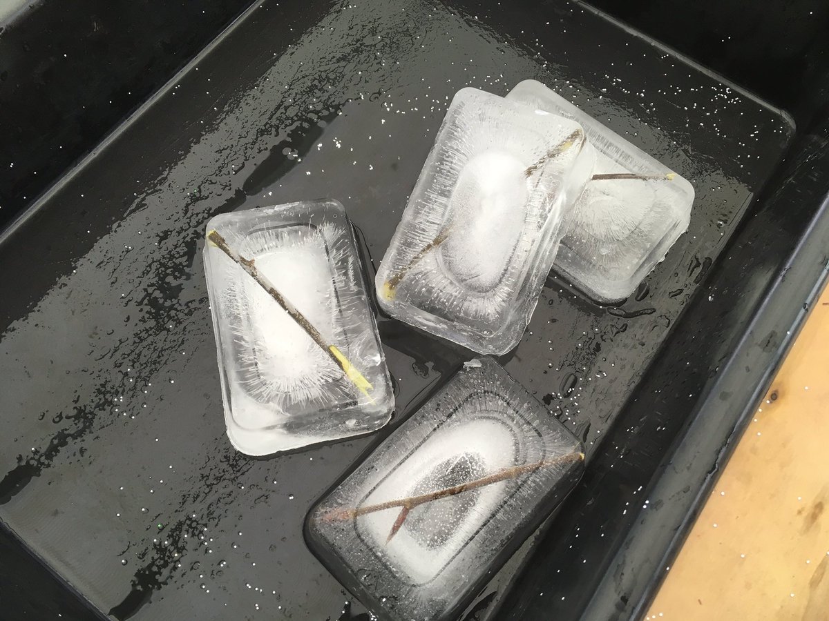 laceygreenpa's tweet image. What has happened to Stickman? How can Reception get him out of the ice? #eyfs #welovestories #eyfsinvestigation @HubLacey ❄️📚