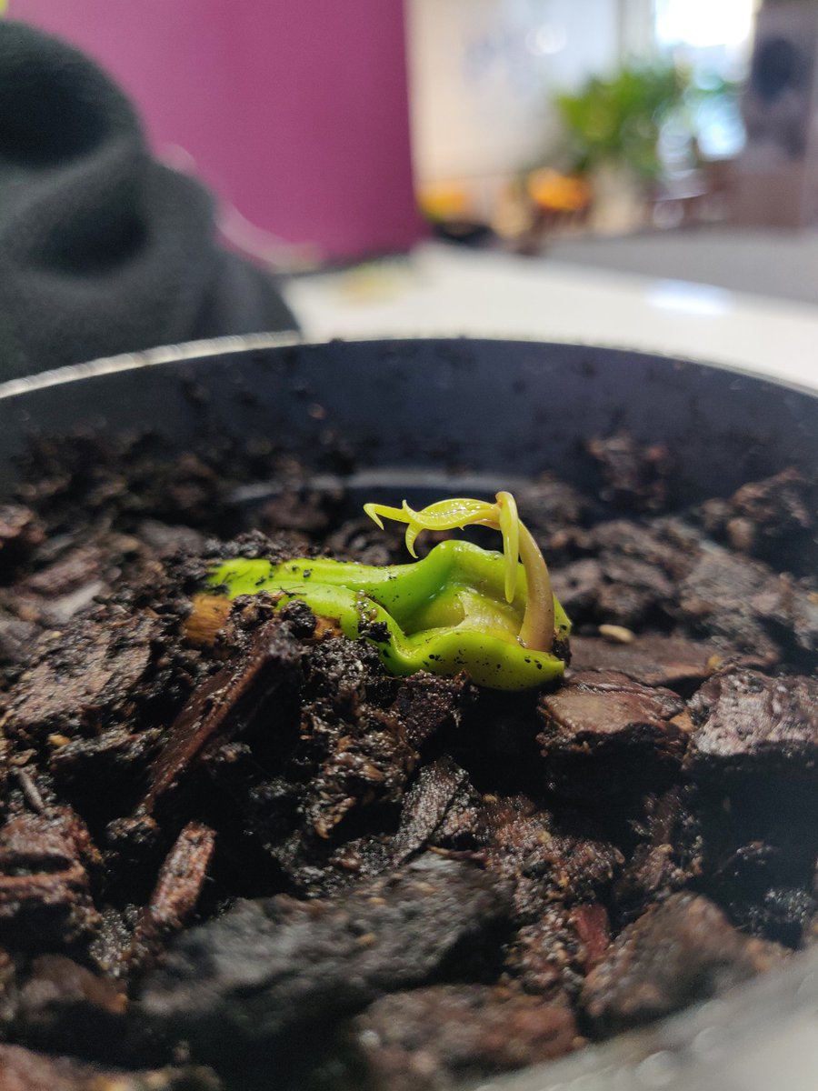 December 7th, 1:19PMTulio is now comfy in a well watered pot with some rich, well draining potting soil of my own mixture! When he gets about 12 inches tall we're gonna nip away the new shoot at the top in the middle to encourage branching! So far so good!