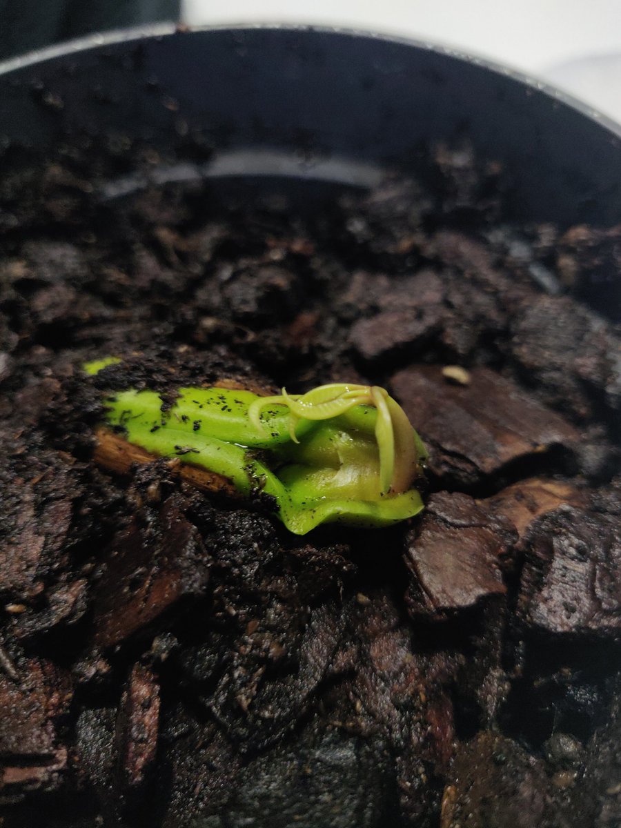 December 7th, 1:19PMTulio is now comfy in a well watered pot with some rich, well draining potting soil of my own mixture! When he gets about 12 inches tall we're gonna nip away the new shoot at the top in the middle to encourage branching! So far so good!