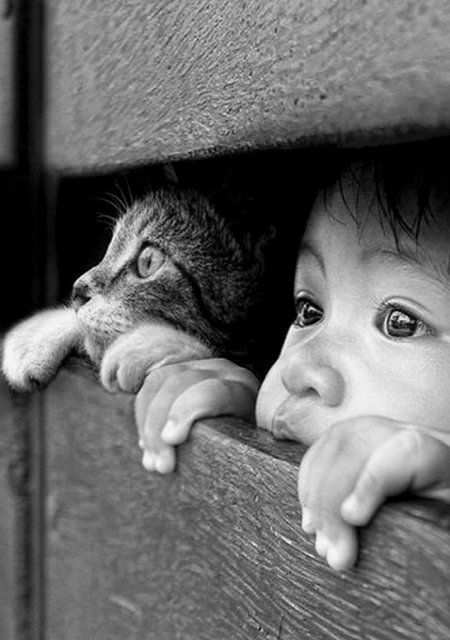 El amor por los animales 
está íntimamente asociado 
con la bondad del carácter, 
y se puede afirmar con seguridad
que quien es cruel con los animales, 
no puede ser buena persona.

Arthur Schopenhauer