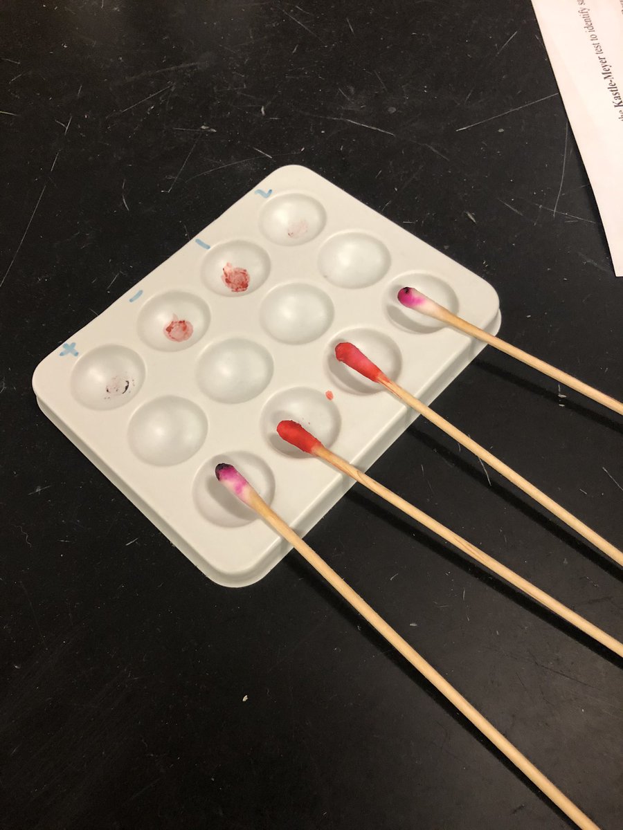Mrpchemistry's tweet photo. Testing for the presence of blood today in forensic science using the kastle-Meyer test. #wfscience https://t.co/3yW3EvvhvT