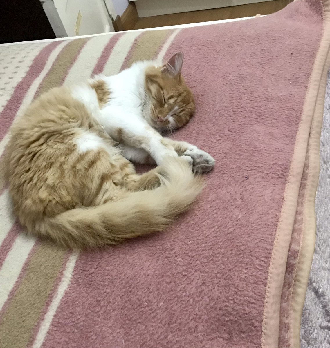 Hola a todos! Ella es Nina, mi gata, está desaparecida desde el sábado a la noche y no la podemos encontrar! Si alguien la vio, la tiene en su casa o sabe algo pido por favor que me mande. Si pueden ayudar con un rt y compartiendo la historia de mi ig se los agradezco mucho! ♥️