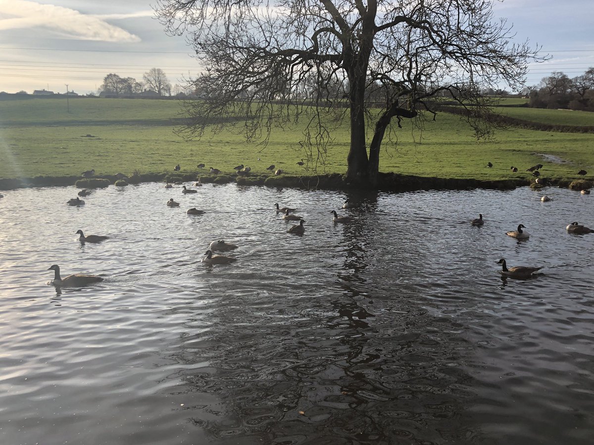 Ducks and Geese