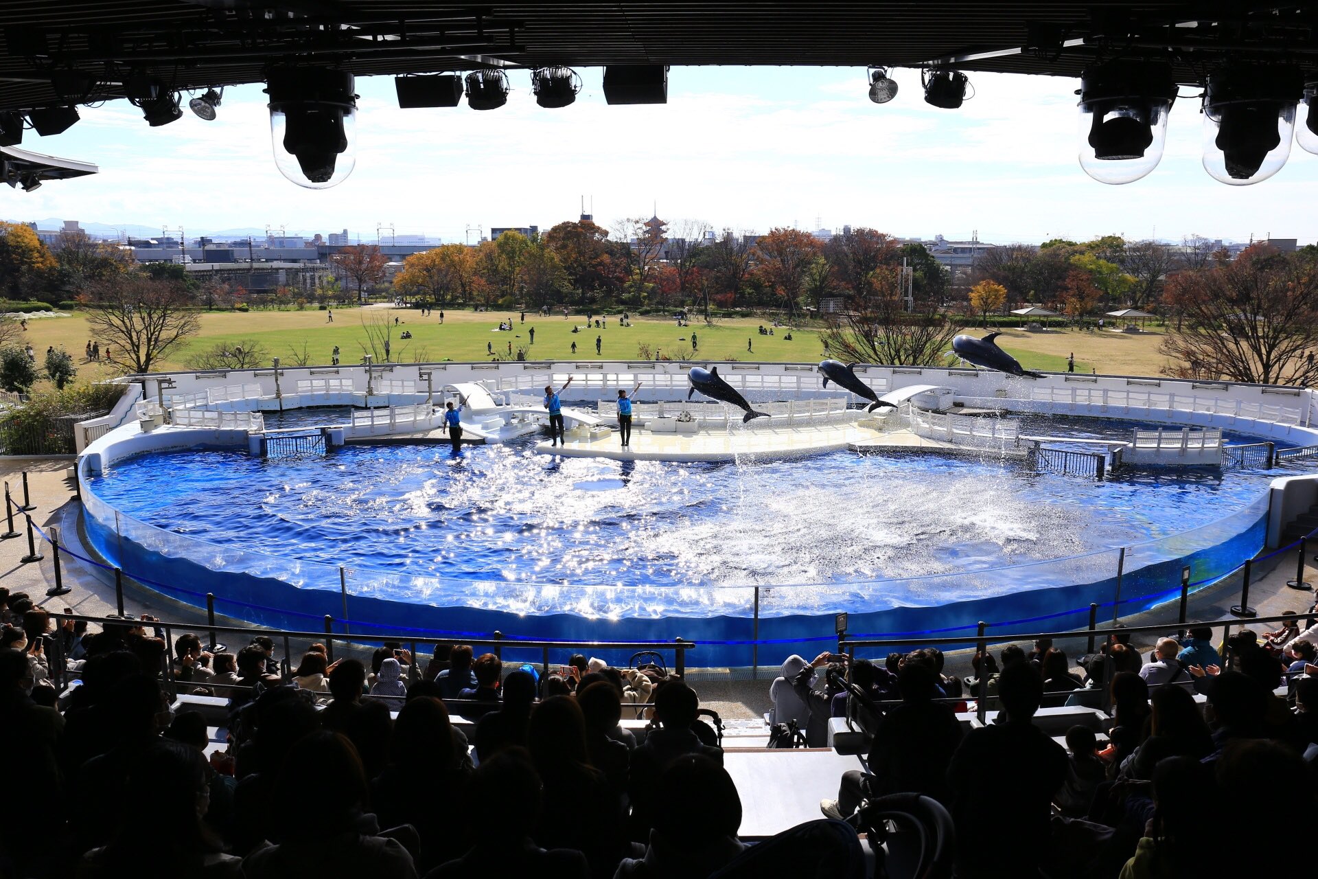 けいちゃん ねーぎ 先日京都水族館へ行ってきました イルカショーの観覧席から東寺の五重塔が見えて異空間にいるような気がして面白かったですw 館内展示もとても見やすくて楽しかったです 京都 梅小路公園 京都水族館 イルカショー ペンギン