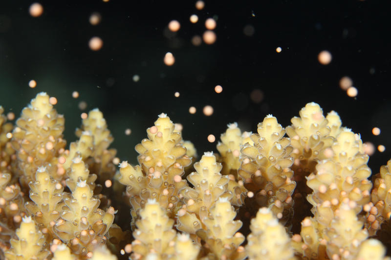 サンゴの産卵