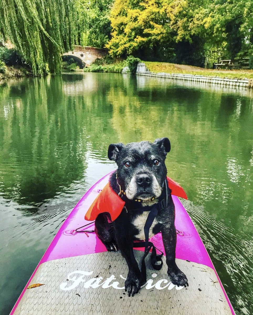 FatStickBoards's tweet photo. Just a few of the #fatstickfamily doing what they do best.

#epic #pictures!! Here’s a small selection from the weekends ‘Family Album’!

#fatstick #paddleboards #paddleboarding #sup #paddleformentalhealth #supmentalhealth #sup2021 https://t.co/MZDEsiajJl