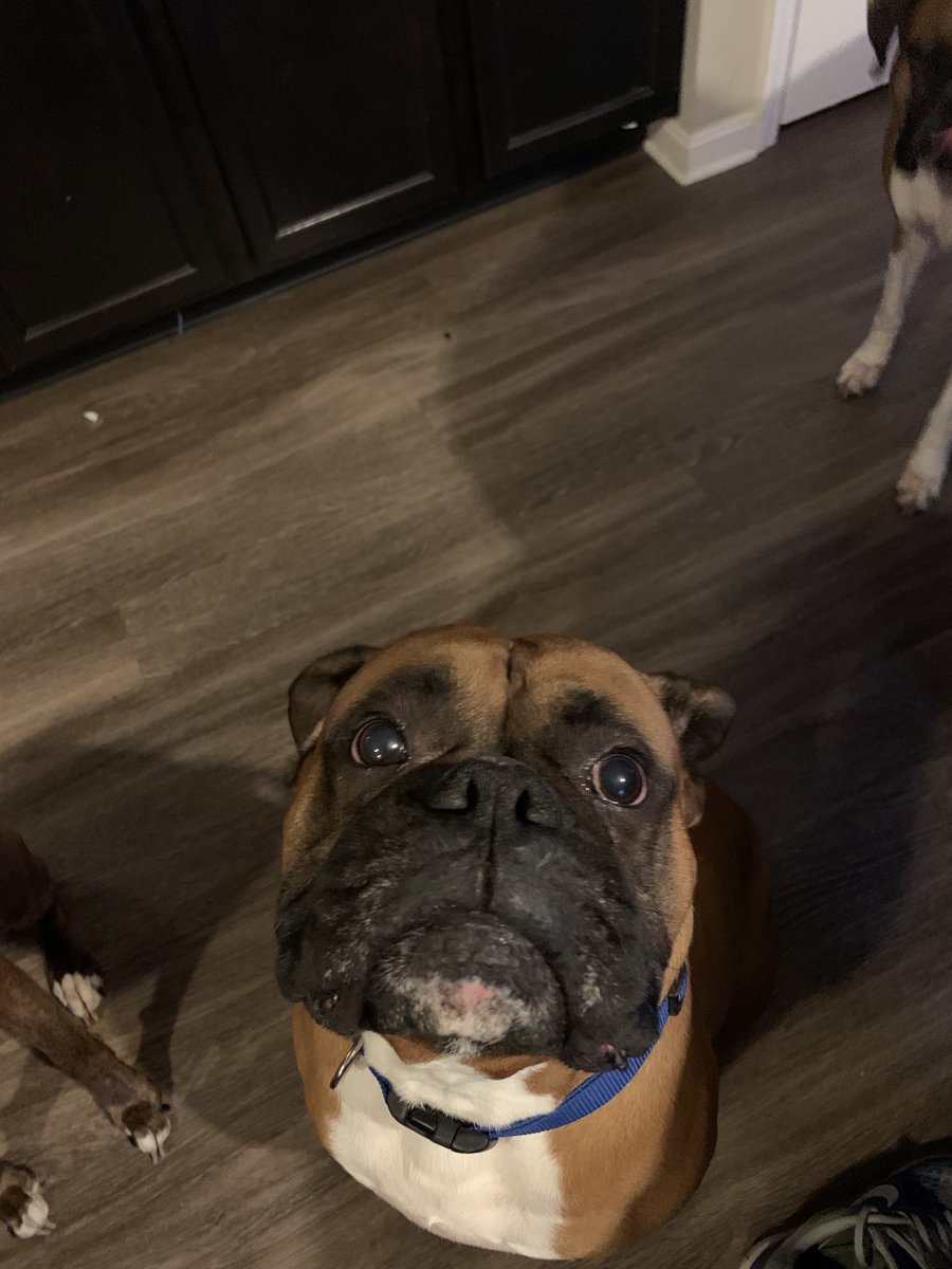 Ukrhino76's tweet photo. Happy gotcha day to our big handsome boy Leo!! #boxerdogs #boxersoftwitter #boxerpups https://t.co/2i3EhxhRot