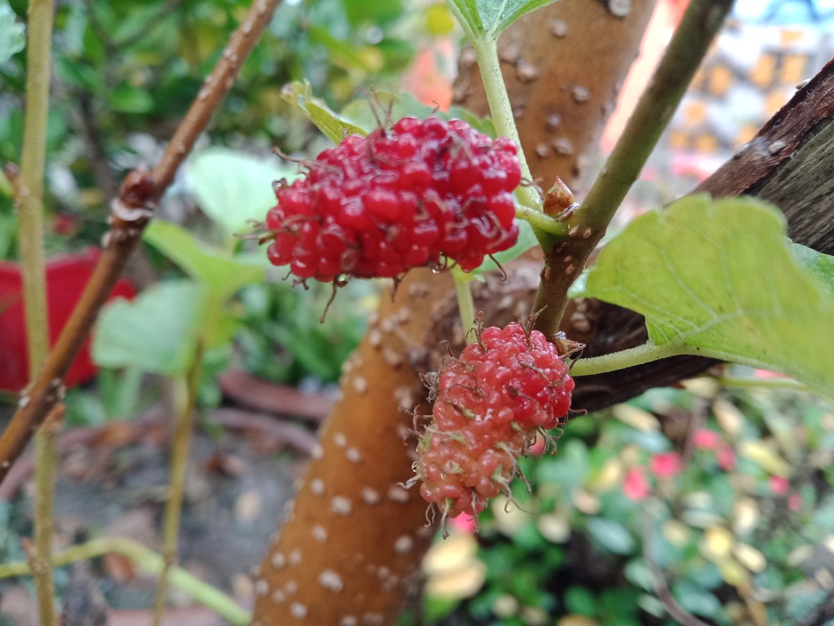 arayhan2010's tweet photo. Mulberry from my rooftop garden 

#gardening https://t.co/MIINxoHIah