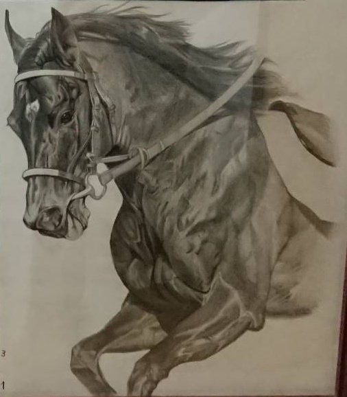 シゲウマ 以前鉛筆で描いた馬です 上手いと思ったらいいねお願いします 何の馬かわかる人 絵を描いてみた 模写 鉛筆画 デッサン 絵描きさんと繋がりたい デッサン 絵 馬の絵