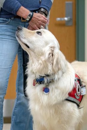 Thread: Ppl ask Mom all the time how I help her. I am a big, fluffy dog. But my job is very important. Mom has a traumatic brain injury (TBI), mobility limitations & PTSD. My job as a Service Dog is to keep her independent and healthy. I am ALWAYS watching her!  #Dog  #WorkingDog