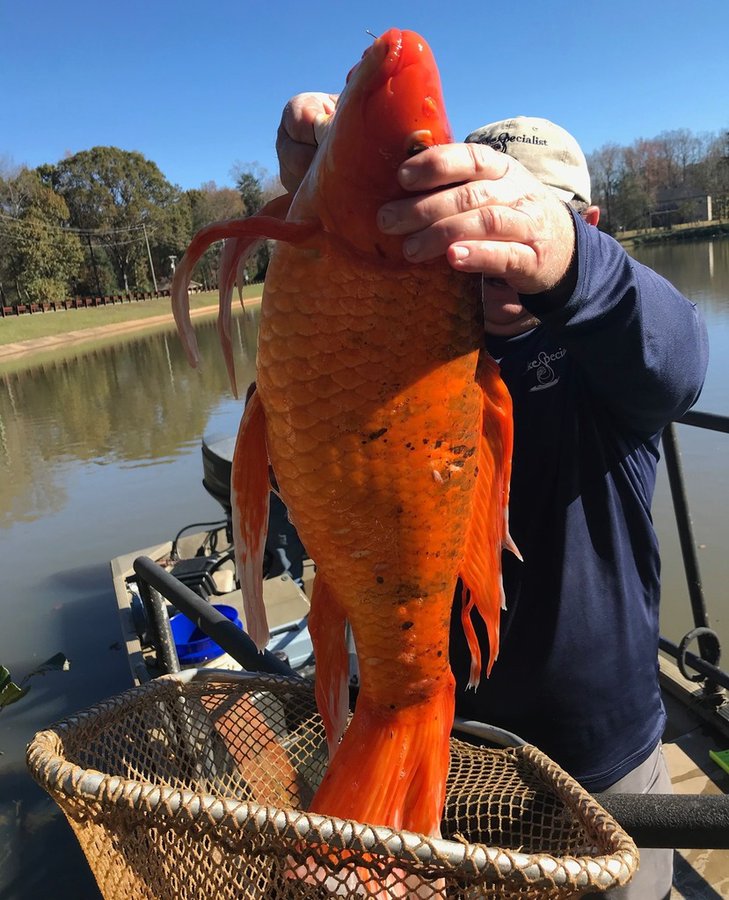 Gigantic goldfish weighing 9lbs caught in South Carolina lake EoozWUZXYAAt8aN?format=jpg&name=900x900