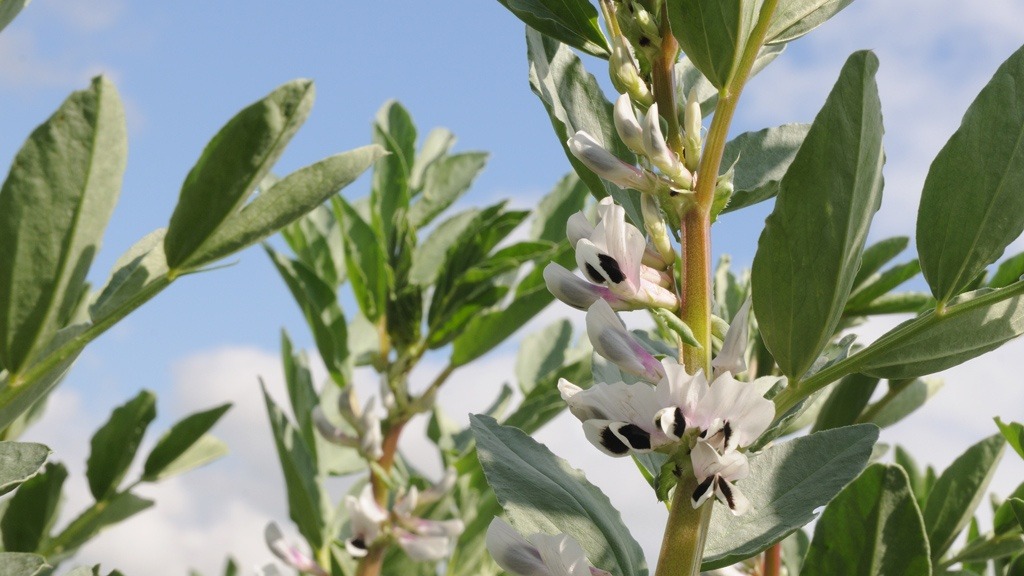 Our annual pulse roadshow will be taking place online in January 2021. 
We will be hearing  from a variety of experts in this field in a series of short issue focused Zoom webinars. We will be tweeting more info about each webinar with links to sign up throughout the weeks!