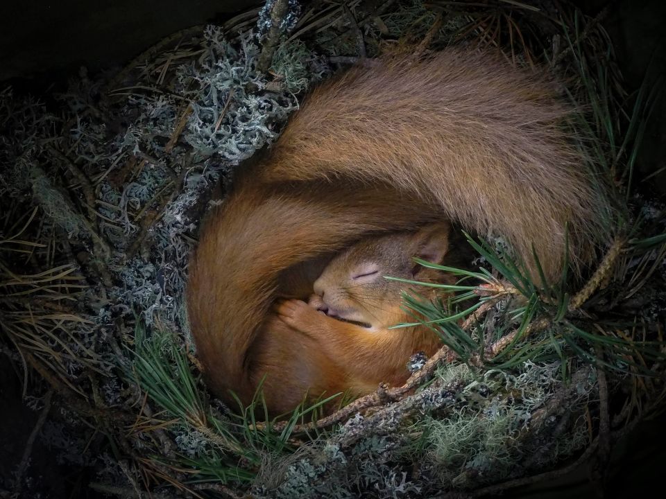 redsquirrelsw's tweet photo. Two cuddly #redsquirrels snapped by #NeilAnderson are a front runner in the #2021Wildlife #PhotographeroftheYear contest, and we just love it!
#rewilding #rewilding #redsrule #redsquirrelsrule #redsquirrelsouthwest #redsquirrels #redsquirrel
https://t.co/mQOCGx01IP https://t.co/mYG49CWKnB