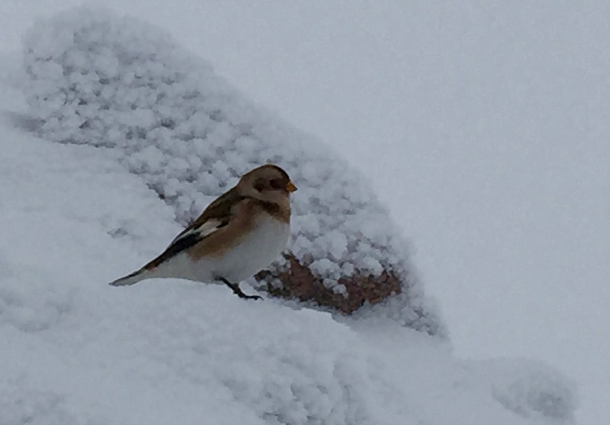 Topping out in the Cairngorms today. Calm winds this morning allowing the Snow buntings to pose for photographs! The SAIS forecast was useful. 
<a href="/MTNEQUIPMENT/">MOUNTAIN EQUIPMENT</a> <a href="/GORETEXeu/">GORE-TEX® Brand EU</a> <a href="/coordinatorsais/">sais coordinator</a>