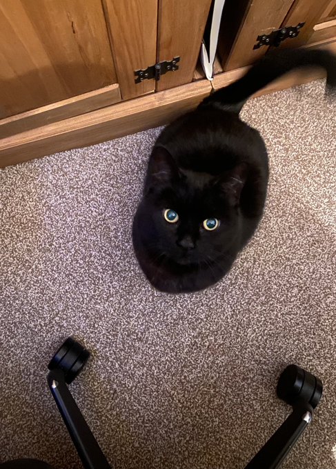 I have had the mini Kitty supervising today . Or she could just be waiting for food..... https://t.c<a href="/tag/kinky"class="tags"><span>#kinky</span></a><a href="/tag/musthave"class="tags"><span>#musthave</span></a><a href="/tag/present"class="tags"><span>#present</span></a><a href="/tag/spoil"class="tags"><span>#spoil</span></a><a href="/tag/kinkmas"class="tags"><span>#kinkmas</span></a>
