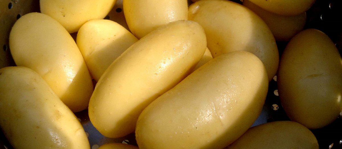 #peruna365 -verkosto esittäytyy: 
HZPC Kantaperuna  on perunalajikkeita ja siemenperunaa markkinoiva yritys. Tiedätkö, kuinka paljon perunalajikkeita Suomen markkinoilla on? 
<a href="/Kantaperuna/">HZPC Kantaperuna</a> 
perunasta.fi/peruna365-pota…