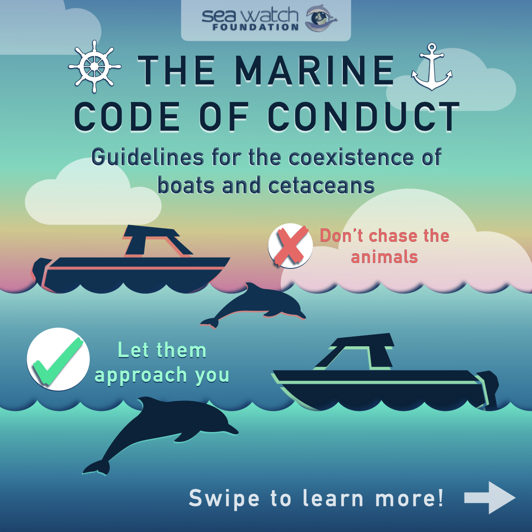 SeaWatchersUK's tweet photo. Giuditta's infographics today are about some guidelines for the coexistence of #boats and #cetaceans π€π¬ Check out our website to learn more about the #marinecodeofconduct - https://t.co/Pd9JIQwA2T @UofGlasgow #conservation https://t.co/MnW9J5c1s8