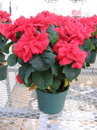 WDCGardener's tweet photo. Garden tip of the Day: To keep #Poinsettias fresh-looking longer, place them away from drafts and heat sources. Poke holes in the decorative foil and place a saucer underneath to make sure they can drain freely.
#gardendc #gardening #gardentips #gardenhack #gardeningtips #gardens https://t.co/4gYInlqi5C