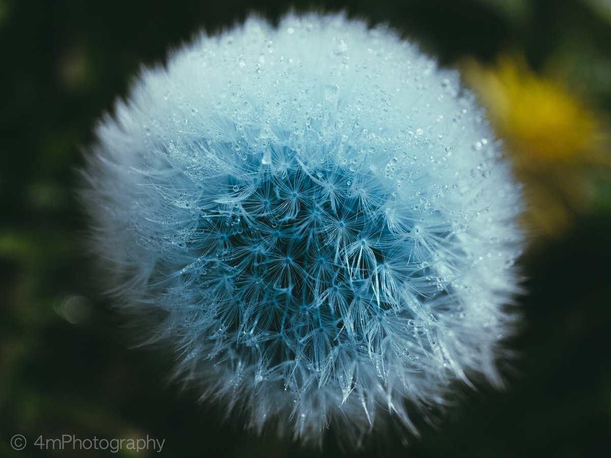 AdobeeIsland's tweet image. Found some old photos I thought I’d mess around with