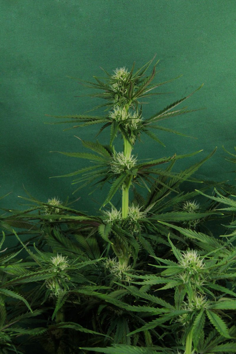 Greenseedtests's tweet photo. #Kritic_Auto de @KannabiaSeeds @IntKannabia otra semana más, yo creo que crecer no crece mucho más, tiene un tamaño medio ya, unos 60 cm, preparó las coronas y la floración empezó con ganas, ahora viene lo bueno! https://t.co/Ehp9j0zVp4