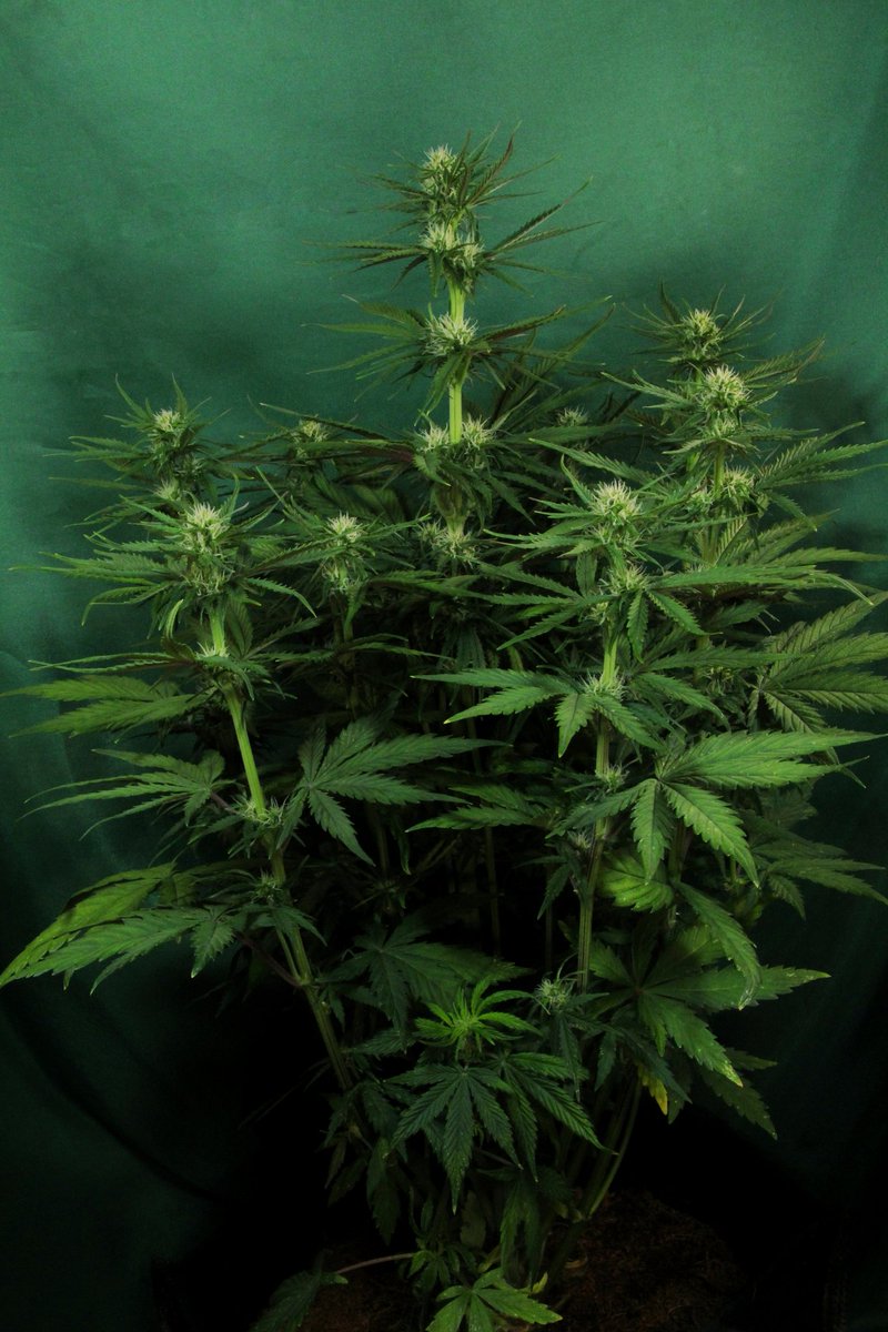 Greenseedtests's tweet photo. #Kritic_Auto de @KannabiaSeeds @IntKannabia otra semana más, yo creo que crecer no crece mucho más, tiene un tamaño medio ya, unos 60 cm, preparó las coronas y la floración empezó con ganas, ahora viene lo bueno! https://t.co/Ehp9j0zVp4