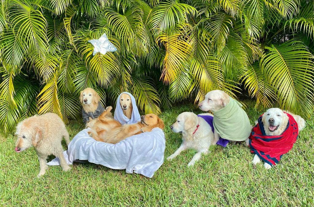 A Golden Ratio Nativity 
(Guac as baby Jesus, Venk as Mary, Hops as Joseph, Chief Brody and Parmesan and Voodoo as the three wise men, and St. Patrick as A Sheep)