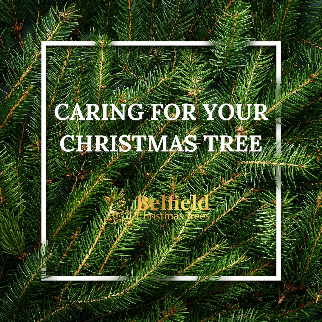 Some tips for caring for your Christmas Tree here belfieldnursery.ie/caring-for-you… #BelfieldChristmasTrees #LoveARealTree #ShopLocal