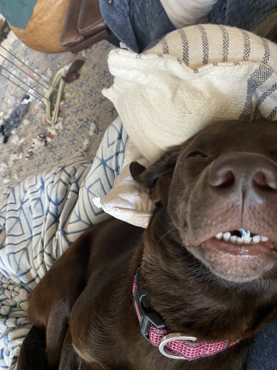 MikeHon55112408's tweet photo. #teefies https://t.co/ZEir4k5XK4