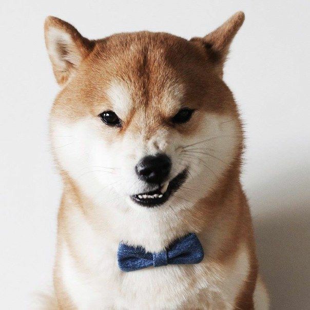 florence as shiba inus; a thread