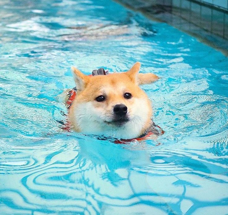 florence as shiba inus; a thread