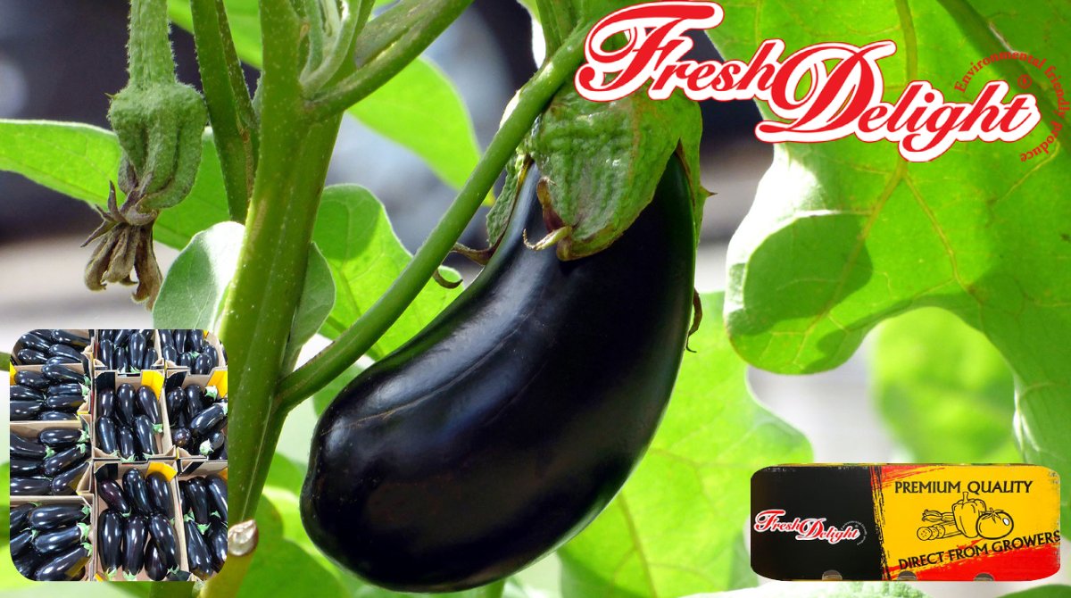 NationwidePlc's tweet photo. Our range of Fresh Delight produce includes the gorgeous aubergine, stunning dark purple in colour.

☎️ 01386 424800
✉️ sales@nationwideproduce.com

#freshproduce #fresh #vegetables #import #export #freshdelight #healthyeating #foodservice #brand #quality #aubergine https://t.co/sVUHJLlgRh