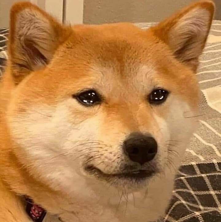 florence as shiba inus; a thread