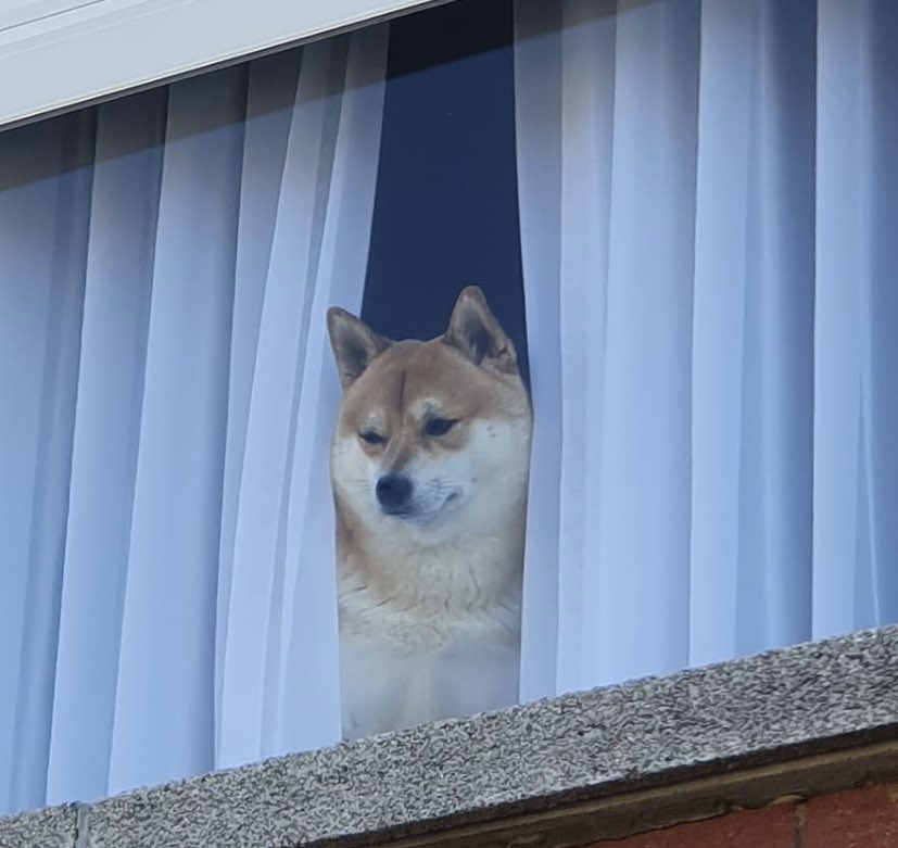 florence as shiba inus; a thread